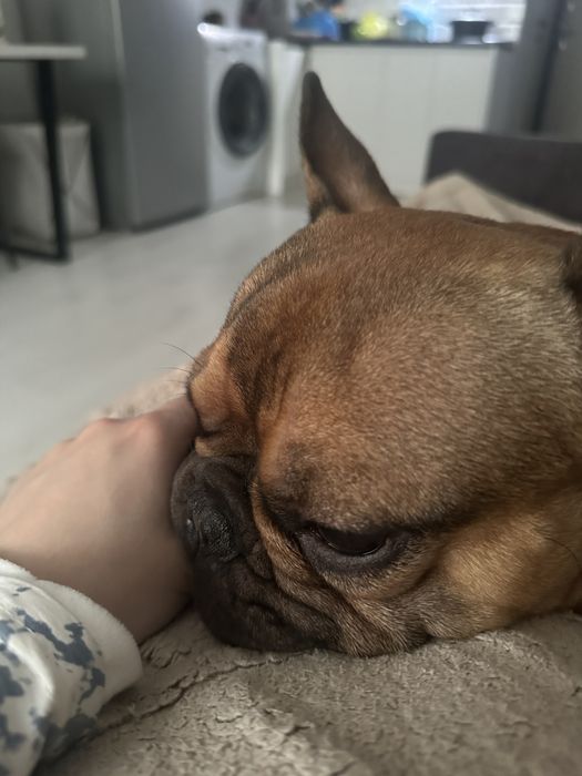 Французский бульдог