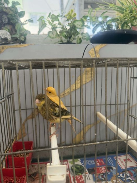 Canari de vînzare inelați, timbrado și de culoare pui de anul ăsta. Din ianuarie și februarie.