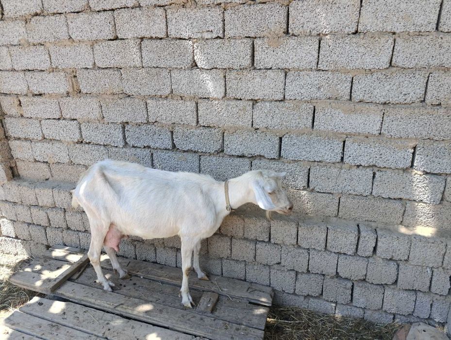 echki   5 еш, коза 5 лет