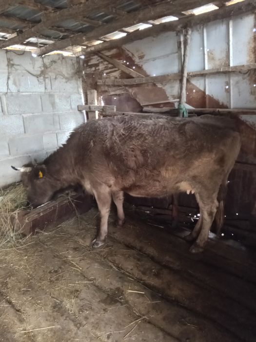 Продам сиыр 6 жасар