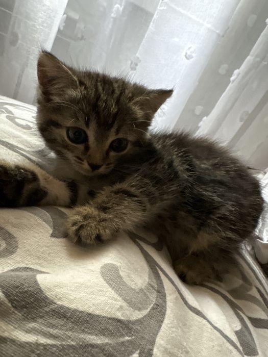 Отдам котенка девочку