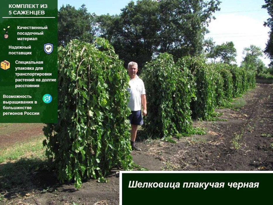 Саженцы шелковицы