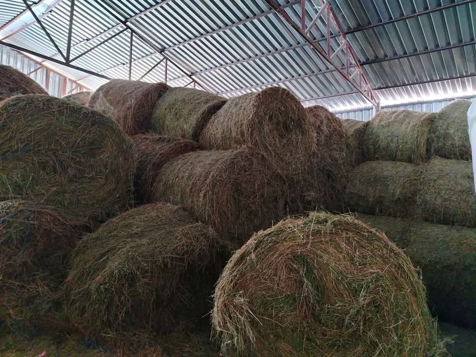 Vand baloti de lucernă 1.5leikg