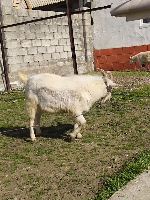 Занен теке сатылад
