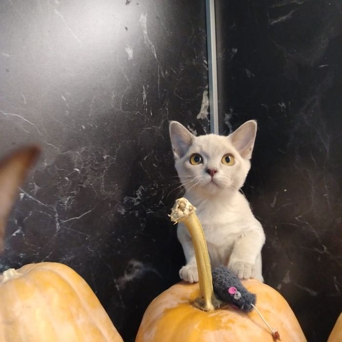 Европейская Бурма