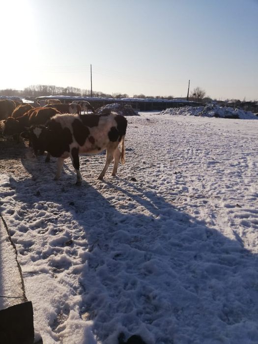 Продам фермерское хозяйство.