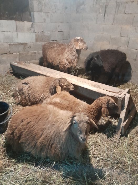 Токты семіз тоқты