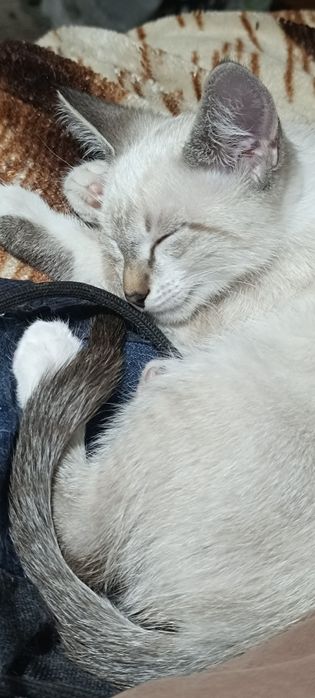 Маленькое чудо - котенок-мальчик