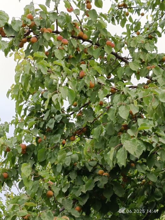 Продаётся дачный участок в обществе ВОСХОД в у