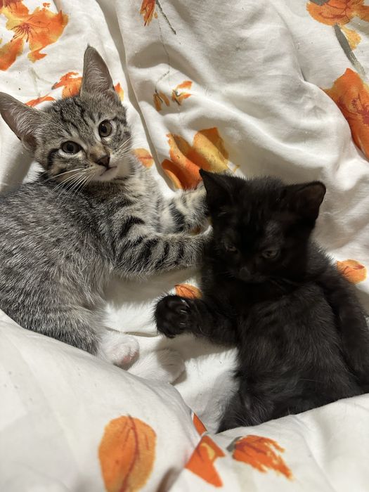 Котята в хорошие руки