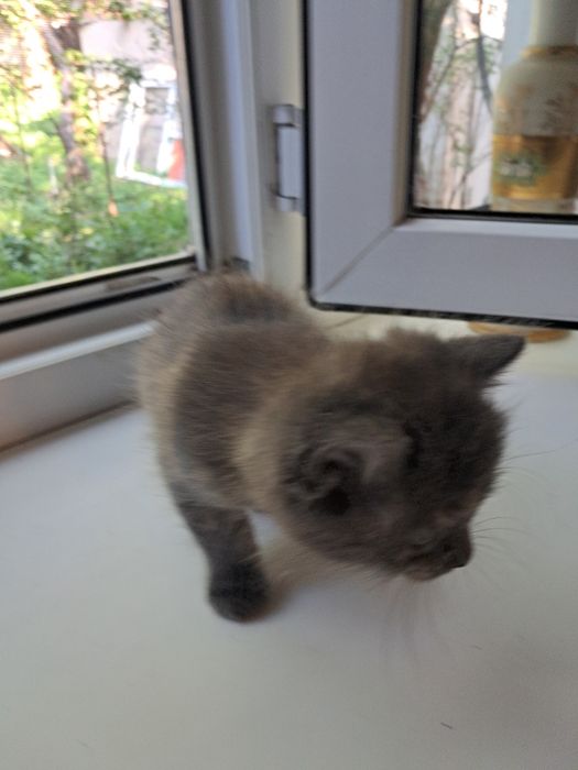 Отдадим  котят  в хорошии руки.