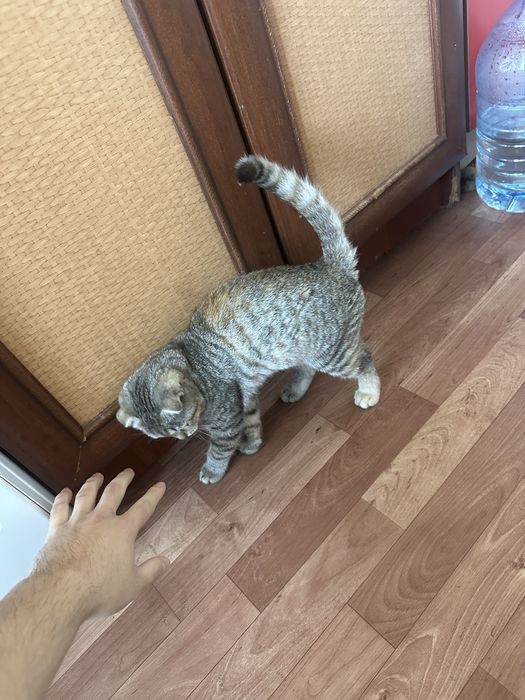 Вислауха котёнок