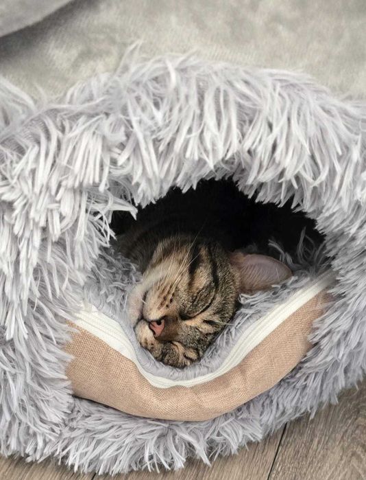 Motanel spre adoptie