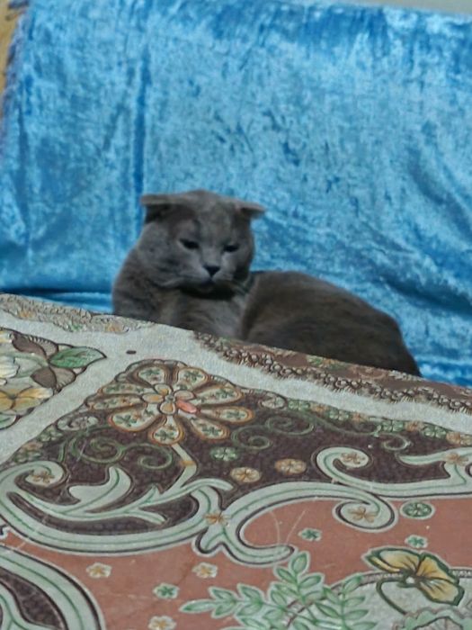 Yaxshi ğamxorlik qiladigan mushuk sevuvchilar uchun. Mushuk sotiladi!