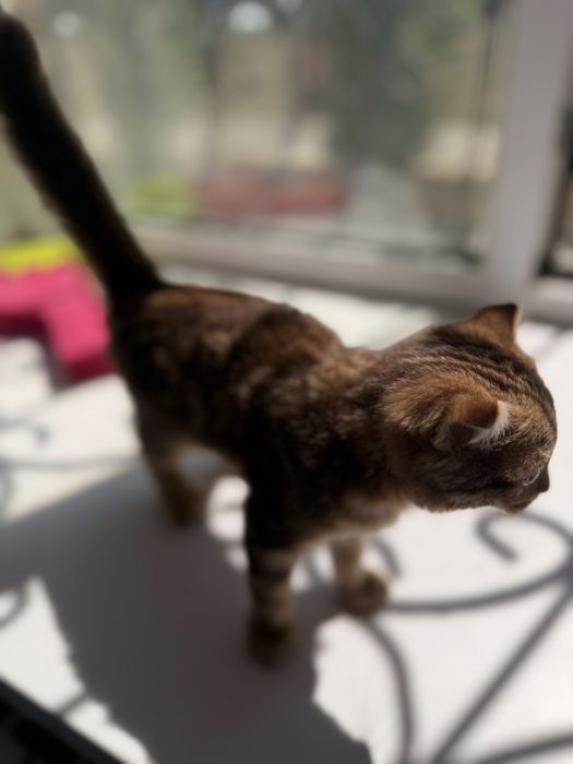 отдам котенка девочка