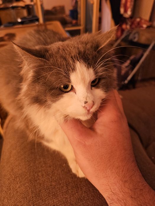 Motan de un an, ochi verzi