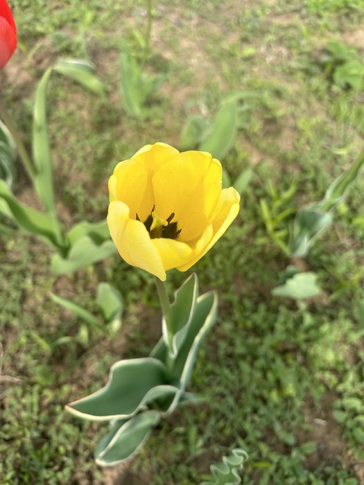 Тюльпаны садовые 300 тенге за 1 шт