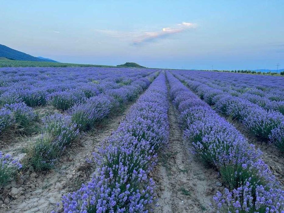 Butasi de Lavanda sevastopolis,campania 2025-2026