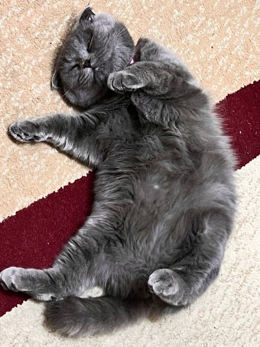 Mushuk sotiladi 200$ Fargona