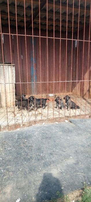 Продам шенят овчерки