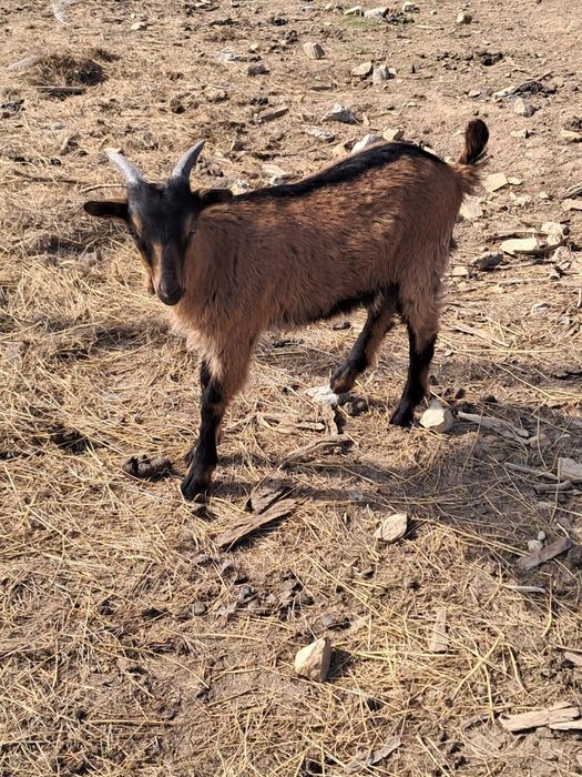 Țap Metiș Alpin de 2 luni