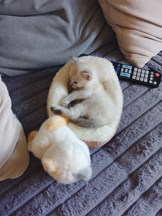 Отдам котёнка девочку.