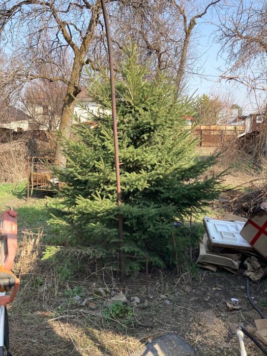 Продам елку 2.2м, самовывоз