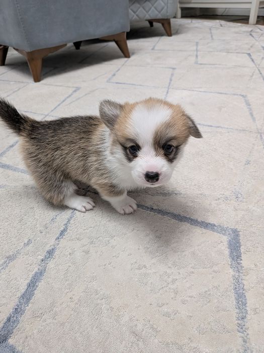 Открыта бронь на щенков корги