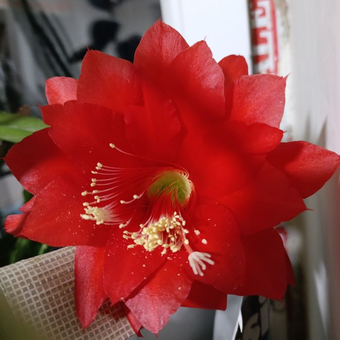 Кактус и хлорофитум