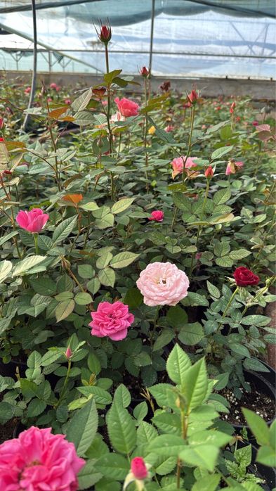 Цикламен, роза .