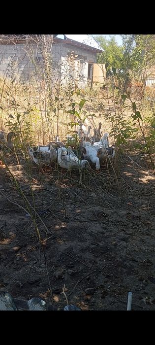 Гусята 3 х месячные серокрупные