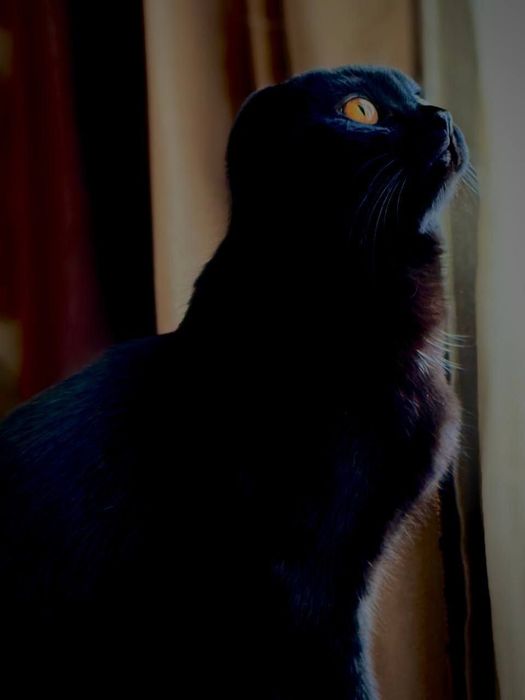 Для вязки чистакровни шотландский вислоуха