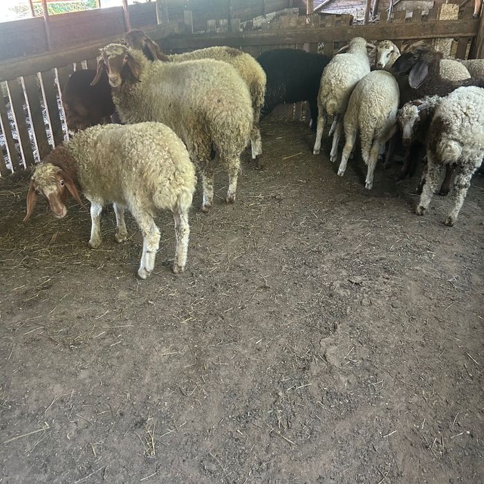 Продавам агнета