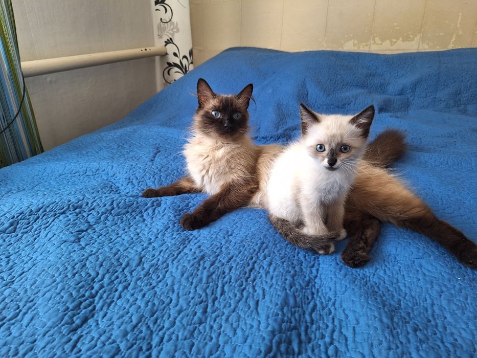 Срочно Милый котёнок .