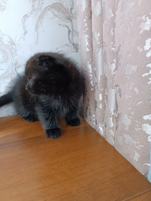 Отдам бесплатно вислоухих котят