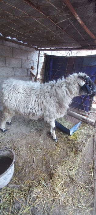 Коракулок кучкор сотилади