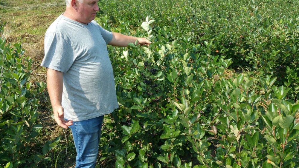 Aronia la super pret(oferta) 4,5 lei