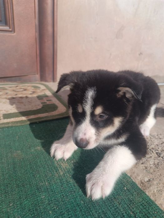 щенки собака порода Хаски + Лайка. Красивые.