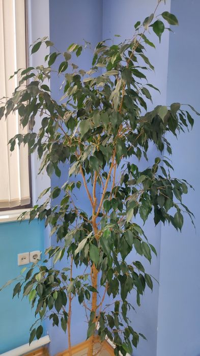 Продам фикус 25000 тг
