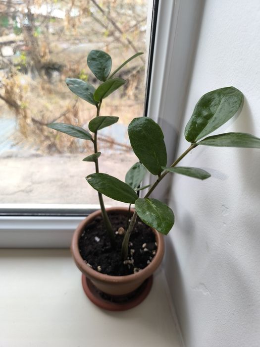 Цветы комнатные, лилия