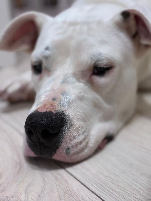 Donez Femela Dog Argentinian, varsta 7 luni