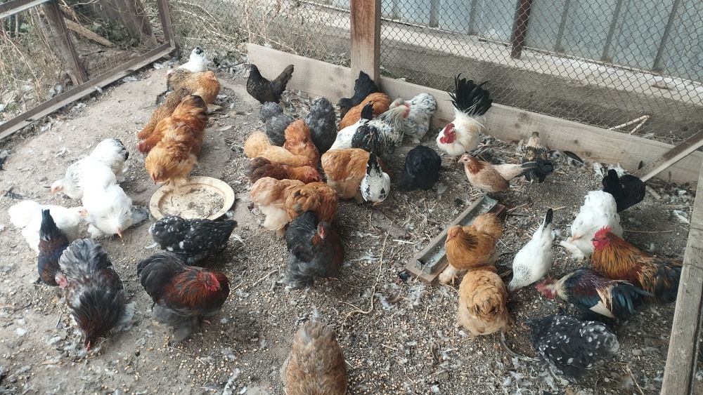 цыплята кохенхины