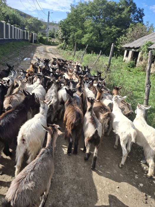 Vand 134 de capre si 7 tapi