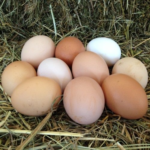 Продаю домашнее куриное яйцо.