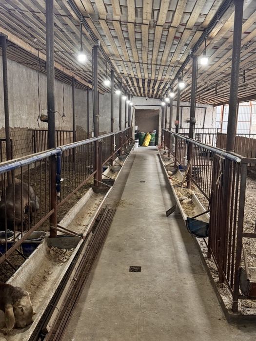 Tayor Ferma Sotiladi