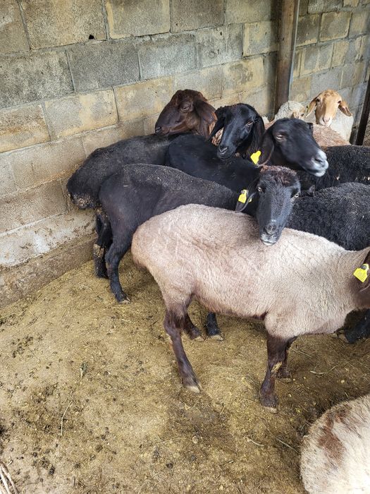 Барашки и тохтушки