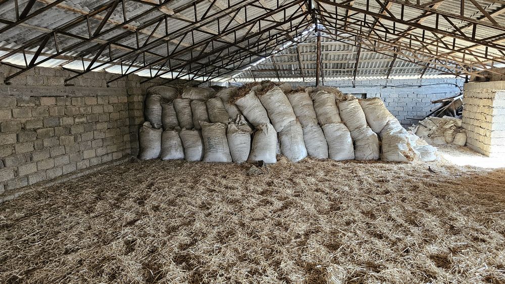 Бугдой сомони сочилган