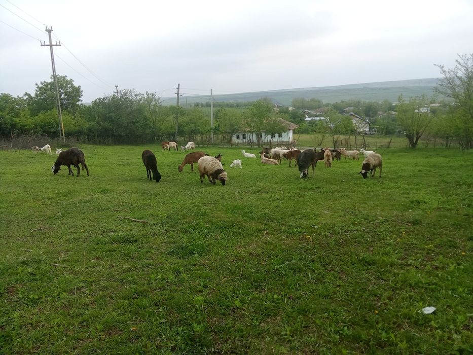 Vând 25 de capre cu lapte