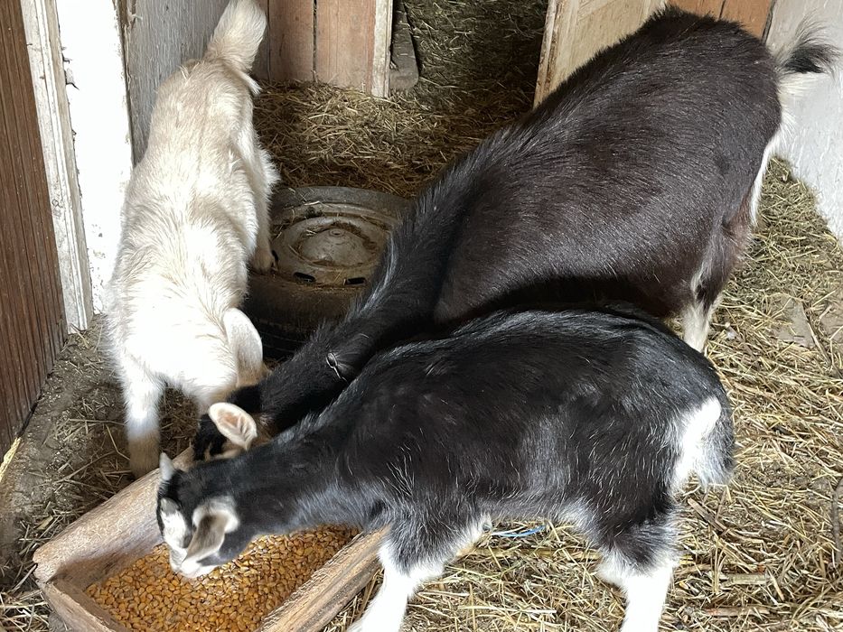 Capra tanara cu un ied bun de tăiat