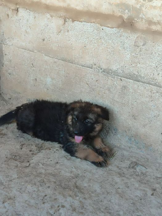 Шинки немецкой овчарки